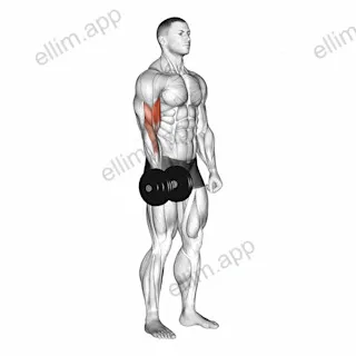 Dumbbell One Arm Standing Curl exercise targeting Upper Arms