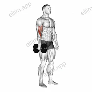 Dumbbell One Arm Standing Hammer Curl exercise targeting Upper Arms
