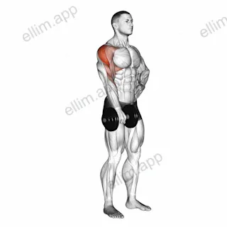 Dumbbell One Arm Upright Row exercise targeting Shoulders and Deltoid Lateral