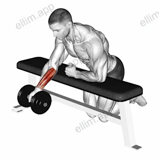 Dumbbell Over Bench Reverse Wrist Curl exercise targeting Forearms and Wrist Flexors