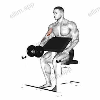 Dumbbell Preacher Curl exercise targeting Upper Arms and Brachialis