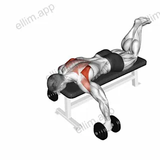 Dumbbell Prone Full Can Exercise exercise targeting Shoulders