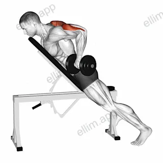 Dumbbell Prone Triceps Kickback exercise targeting Upper Arms and Triceps Brachii
