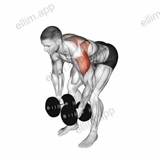 Dumbbell Rear Lateral Raise exercise targeting Shoulders and Deltoid Posterior