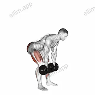 Dumbbell Romanian Deadlift exercise targeting Hips and Gluteus Maximus