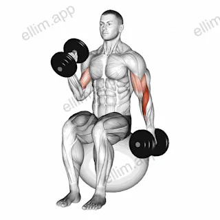 Dumbbell Seated Alternate Hammer Curl on Exercise Ball exercise targeting Upper Arms