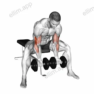Dumbbell Seated Double Concentration Curl exercise targeting Upper Arms