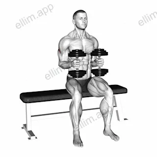 Dumbbell Seated External Rotation exercise targeting Shoulders