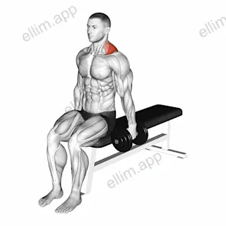 Dumbbell Seated Gittleson Shrug exercise targeting Back