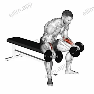 Dumbbell Seated Palms Up Wrist Curl exercise targeting Forearms and Wrist Flexors