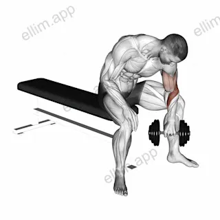 Dumbbell Seated Revers grip Concentration Curl exercise targeting Forearms and Brachioradialis