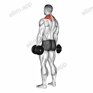 Dumbbell Shrug exercise targeting Back and Trapezius Upper Fibers