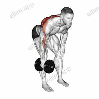 Dumbbell Single Arm Bent Over Row exercise targeting Back