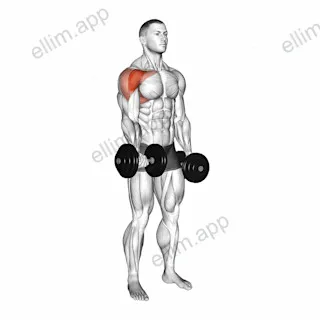 Dumbbell Single Arm Underhand Front Raise exercise targeting Shoulders and Deltoid Anterior