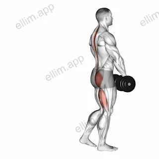 Dumbbell Single Leg Deadlift exercise targeting Hips and Erector Spinae