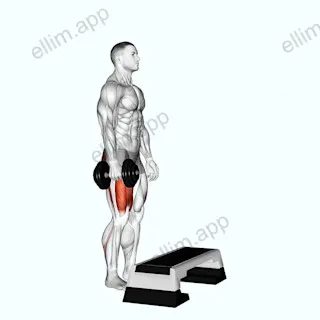 Dumbbell Single Leg Step Up exercise targeting Thighs and Gluteus Maximus