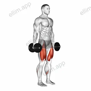 Dumbbell Squat exercise targeting Thighs and Gluteus Maximus
