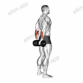 Dumbbell Standing Back Wrist Curl exercise targeting Forearms