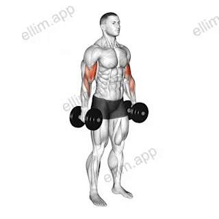 Dumbbell Standing Biceps Curl exercise targeting Upper Arms and Biceps Brachii