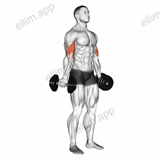 Dumbbell Standing Inner Biceps Curl exercise targeting Upper Arms and Biceps Brachii