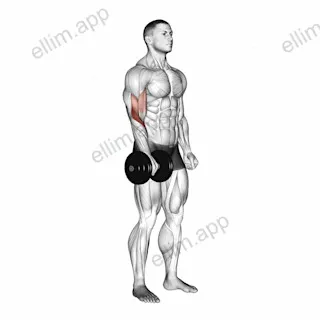 Dumbbell Standing One Arm Reverse Curl exercise targeting Forearms and Brachioradialis