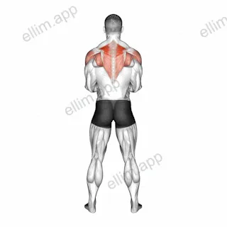 Dumbbell Standing Scapular External Rotation exercise targeting Back