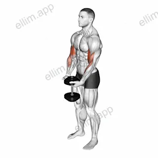 Dumbbell Standing Single Spider Curl exercise targeting Upper Arms and Biceps Brachii