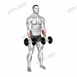 Dumbbell Standing Wrist Curl exercise targeting Forearms