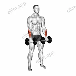 Dumbbell Standing Wrist Reverse Curl exercise targeting Forearms