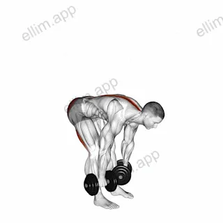 Dumbbell Straight Leg Deadlift exercise targeting Waist and Erector Spinae