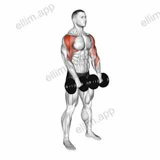 Dumbbell Upright Row exercise targeting Shoulders and Deltoid Lateral