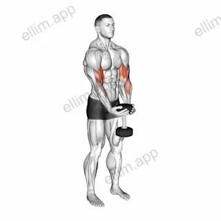 Dumbbell Waiter Biceps Curl exercise targeting Upper Arms and Biceps Brachii