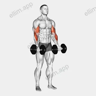 Dumbbell Zottman Curl exercise targeting Upper Arms and Biceps Brachii