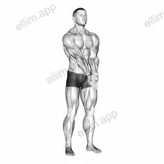 Elbow Extension And Supination - Pronation Forearm Stretch exercise targeting Upper Arms