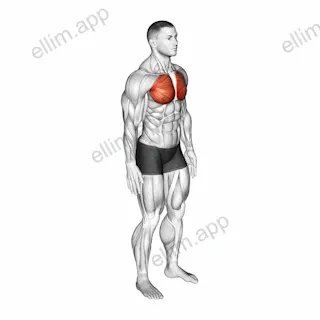 Elbows Back Stretch exercise targeting Deltoid Anterior and Erector Spinae