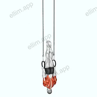 Elevator exercise targeting Back