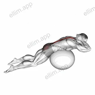 Exercise Ball Back Extension With Hands Behind Head exercise targeting Back and Erector Spinae