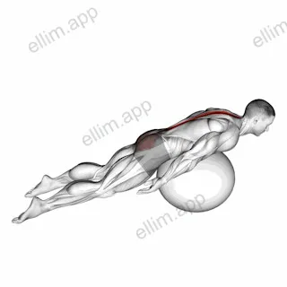 Exercise Ball Back Extension With Knees Off Ground exercise targeting Back and Erector Spinae