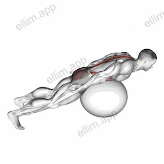 Exercise Ball Back Extension With Rotation exercise targeting Back and Erector Spinae