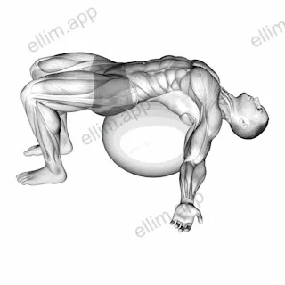 Exercise Ball Back Stretch exercise targeting Back and Erector Spinae