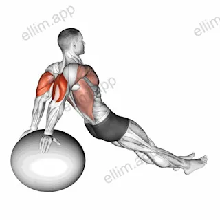 Exercise Ball Dip exercise targeting Upper Arms