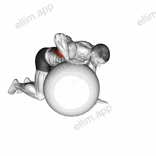 Exercise Ball Lat Stretch exercise targeting Back and Latissimus Dorsi