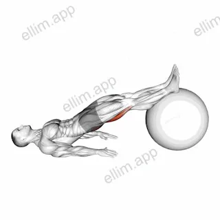 Exercise Ball Leg Curl exercise targeting Thighs and Hamstrings