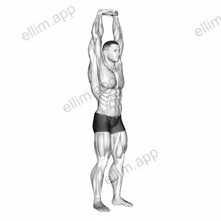 Extension Of Arms In Vertical Stretch exercise targeting Upper Arms