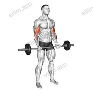 EZ-bar 21s exercise targeting Upper Arms and Biceps Brachii