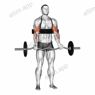 EZ-bar Biceps Curl (with arm blaster) exercise targeting Upper Arms and Biceps Brachii
