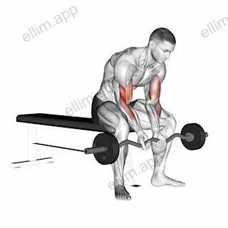 EZ Bar Seated Close Grip Concentration Curl exercise targeting Upper Arms and Brachialis