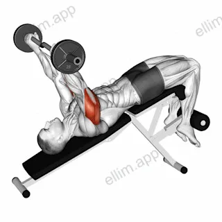 EZ Barbell Decline Triceps Extension exercise targeting Upper Arms and Triceps Brachii
