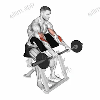 EZ Barbell Reverse grip Preacher Curl exercise targeting Forearms and Brachioradialis