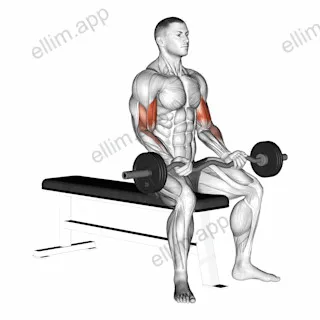 EZ Barbell Seated Curls exercise targeting Upper Arms and Biceps Brachii